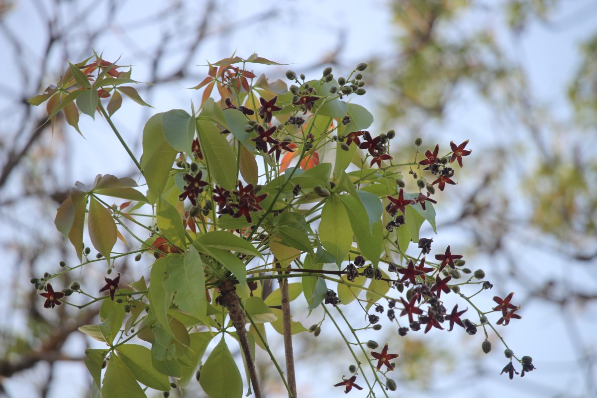 Sterculia foetida L.